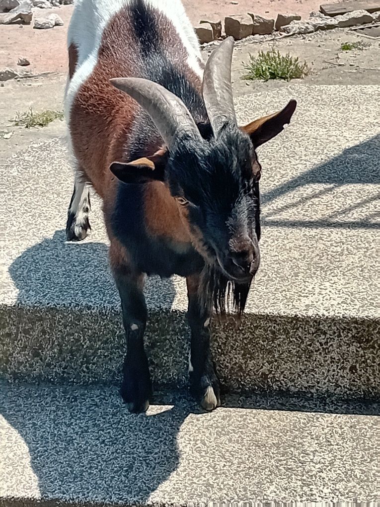 Cabrito anã para venda