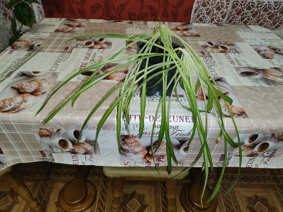 Продам комнатное растение Хлорофитум