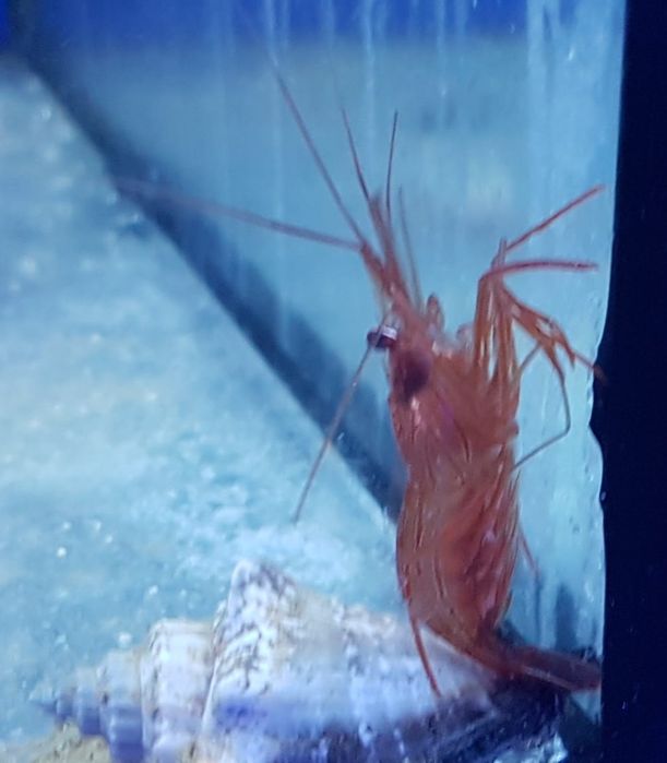 Lysmata wurdemanni . Krewetka na Apitasje . Akwarium morskie