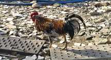 Galos Várias Raças