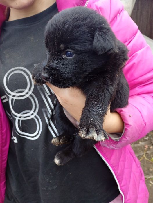 Отдаем щенков бесплатно