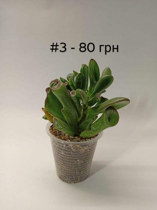 Сукулент Crassula Gollum