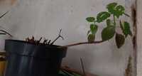 Колеус растение комнатное