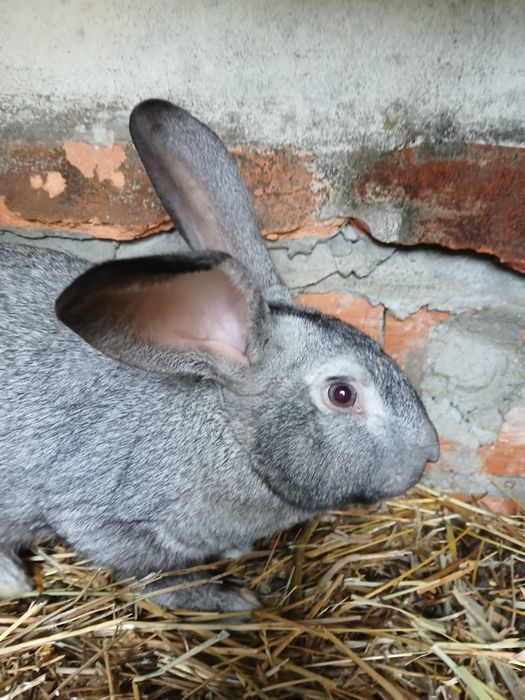 Vendo coelhos caseiros