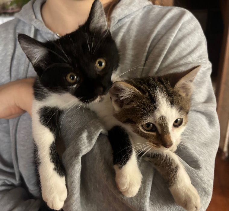 Oddam kotki w dobre ręce