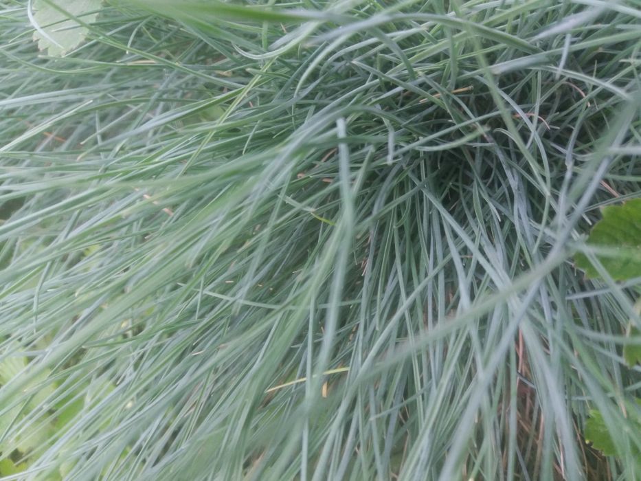 Вівсяниця сиза. Овсяница сизая.Овсяница голубая..Фестука.