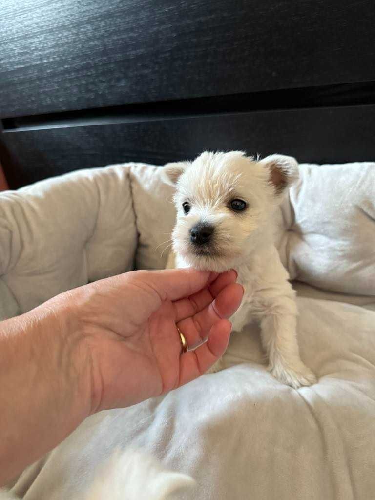West Terrier malutka sunia