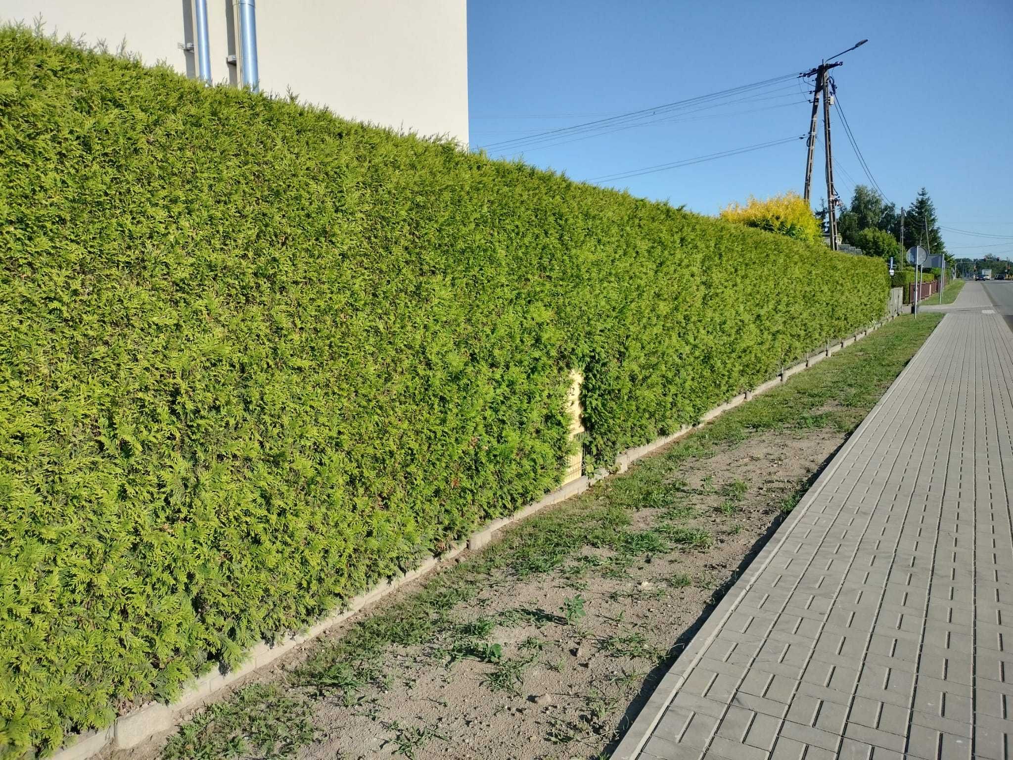 Przycinanie tui i żywopłotów, nasadzanie tui, wywóz masy zielonej