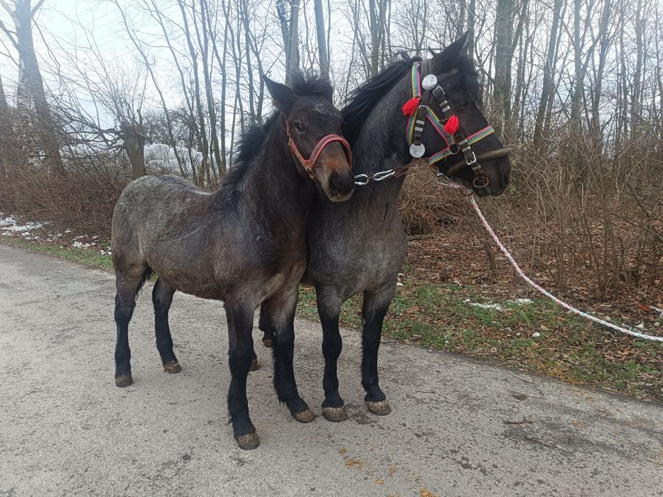 Klacz i ogierek zimnokrwisty