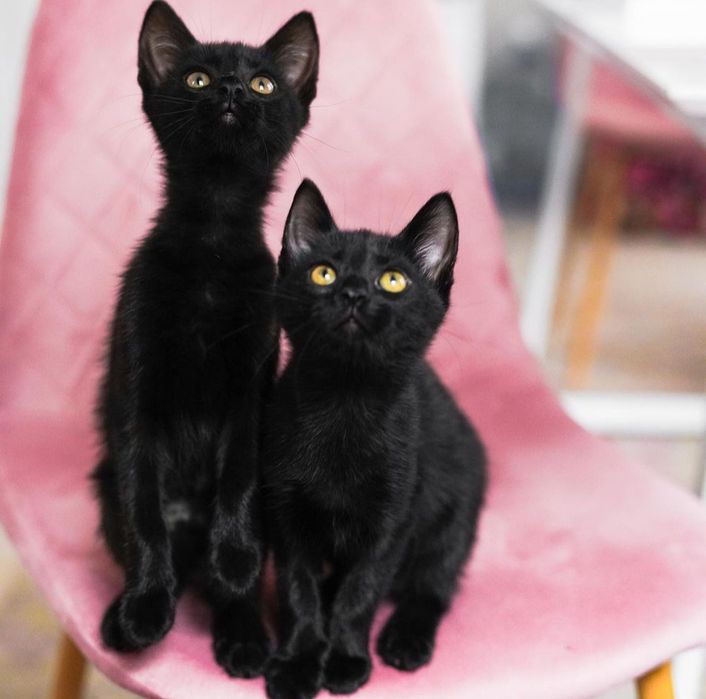 Черные котята бесплатно