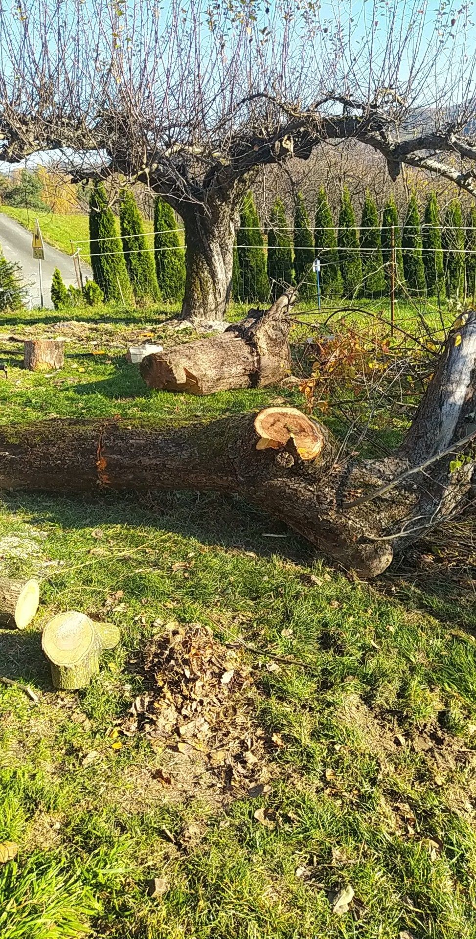 Trawnik koszenie karczowanie wycinka drzew niwelacja terenu zakładanie