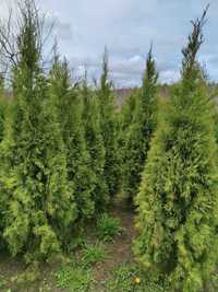 Tuje, Thuja, Tuja Szmaragd 120-200cm kopane z gruntu. Wysoka jakość