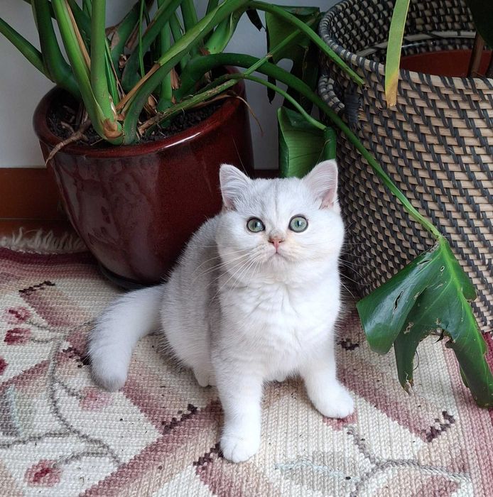 Gatinha British Shorthair
