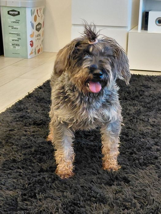 Sal- cão de porte pequeno para adoção responsável (8kg)