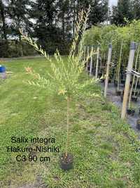 Szczepione wierzby - Salix Hakuro-nishiki , Pendula , Klimarnock