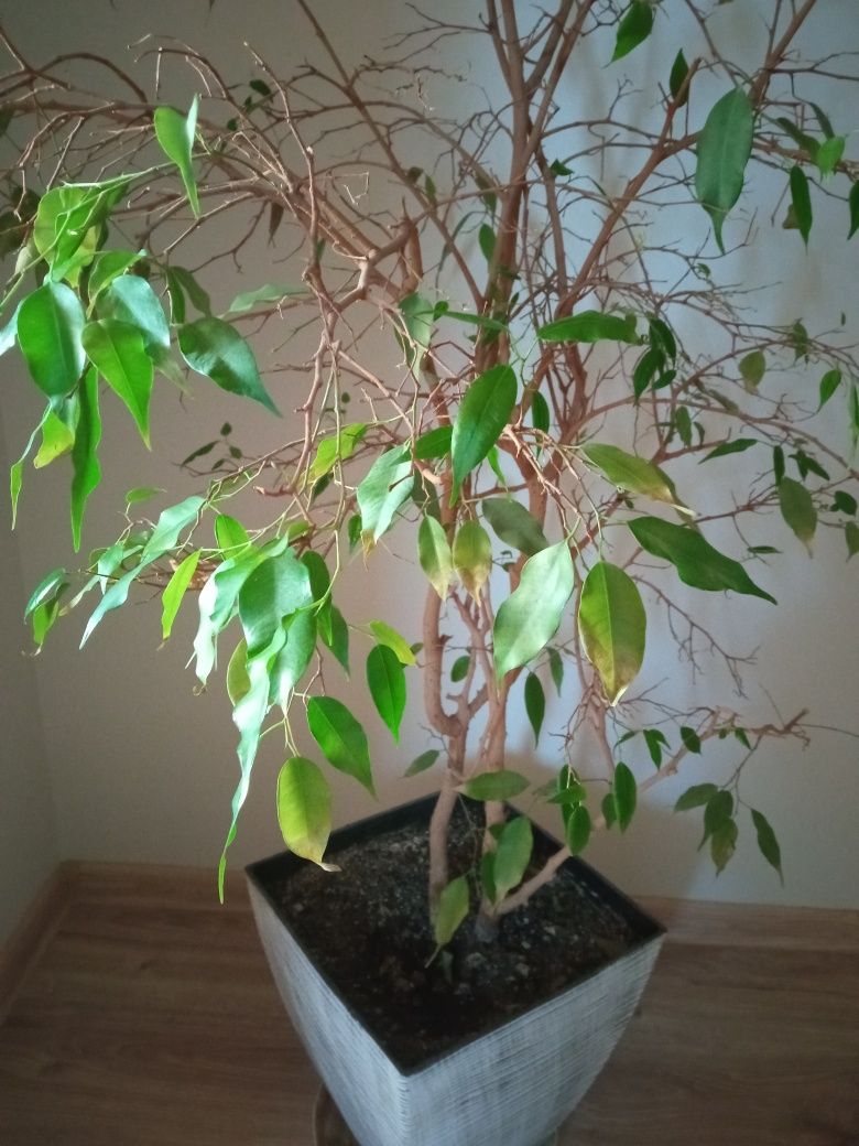 Figowiec Benjamina.