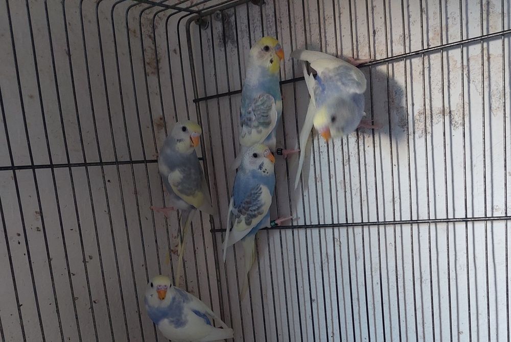 Periquitos fallow e alecrins