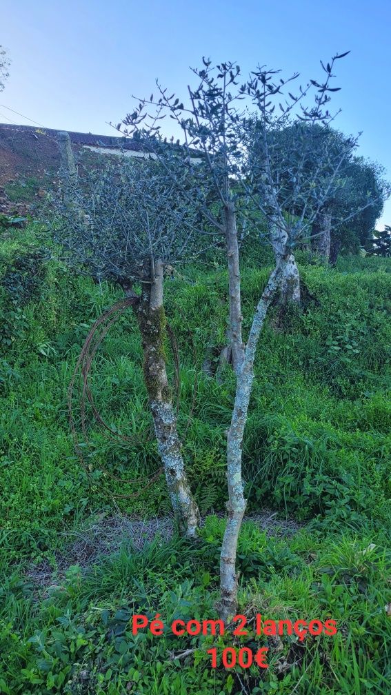 Oliveiras para Jardim