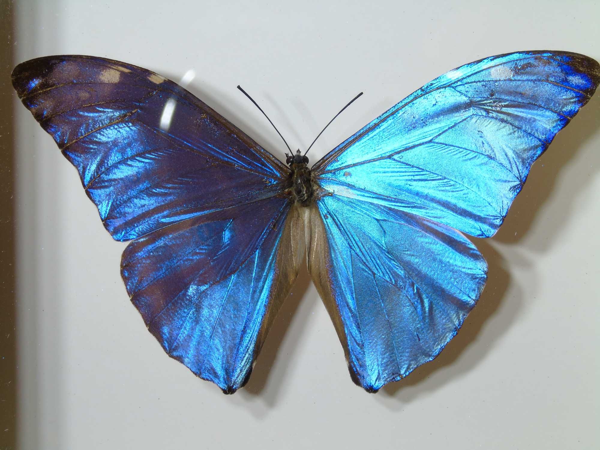 Motyl w ramce / gablotce 14x12 cm . MORPHO AURORA LAMASI