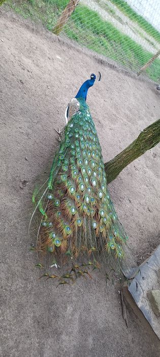 Paw pawie niebieskie bialookie dorosle 1+3