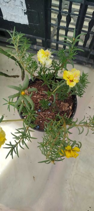 Suculentas lindas por apenas 2.50€