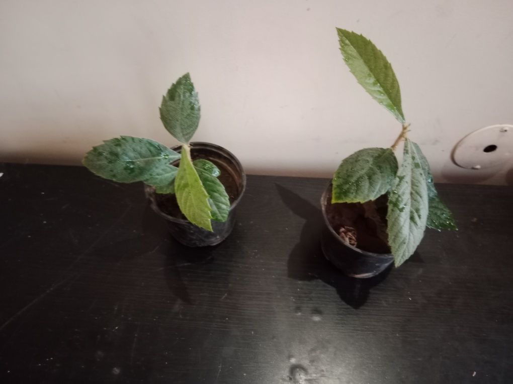 Nespereiras jovens em vaso – prontas para plantar