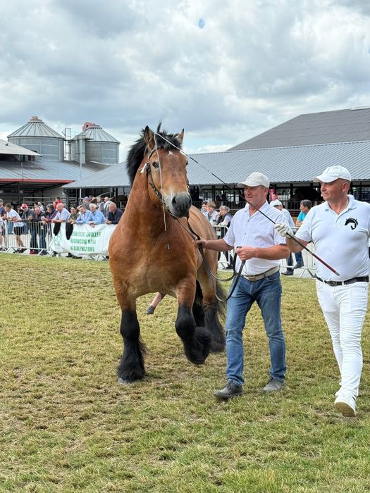 Ogier Arden szwedzki