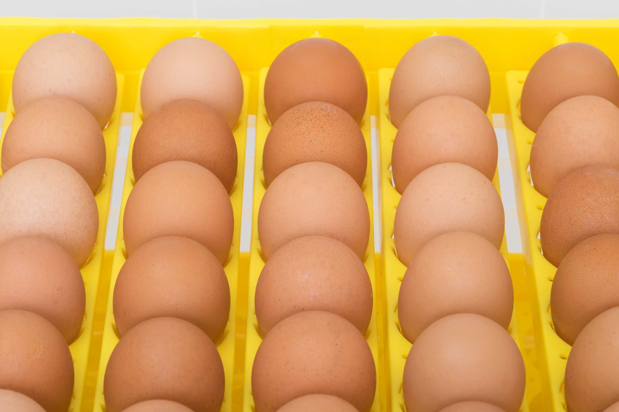 Inkubator na 54 jaj (klujnik wylęgarka) na koszyczki automatyczny