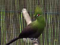 Casal turacos persa (Tauraco persa persa)