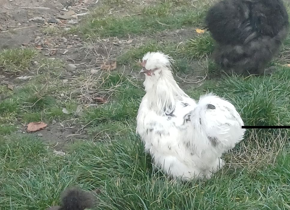 Kura kogut para silki silka