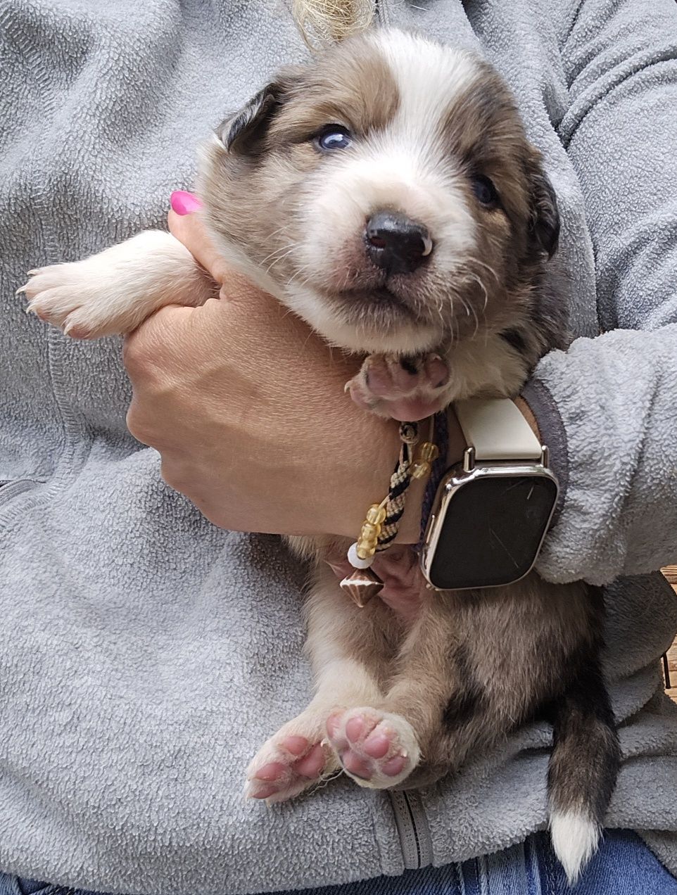 Border Collie niebieskooki piesek