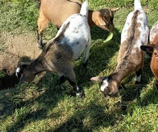 Vendo duas cabritas anãs