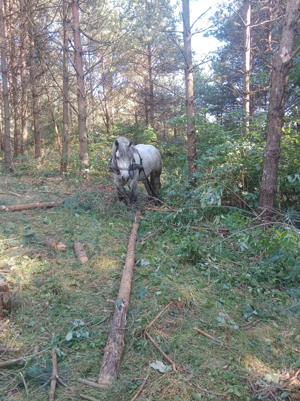 Ogier, siwy  szpak