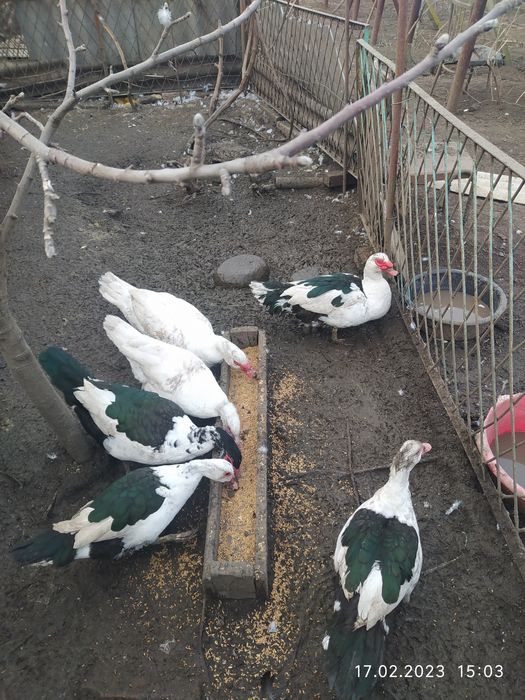 Мускусные утки качка