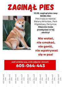 Zaginął pies Shiba Inu WROCŁAW i okolice