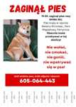 Zaginął pies Shiba Inu WROCŁAW i okolice