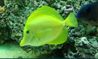 zebrasoma flavescens(yellow tang) peixe agua salgada