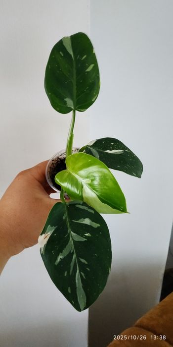 Филодендрони Модтаной 69686 Біллітау Ring of fire Paraiso Verde