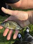 Karp narybek karpie