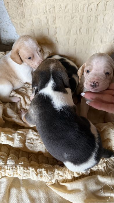 Бигль щенки мальчики и девочки