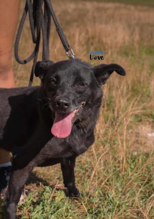 Karo do adopcji!