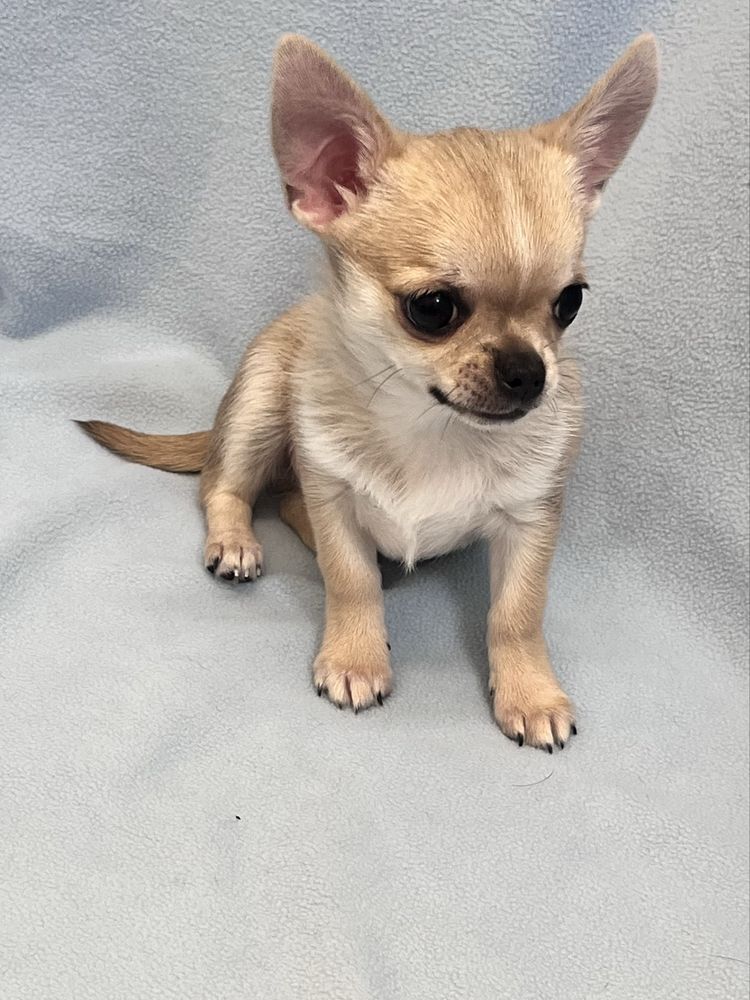 CHIHUAHUA MACHO PEQUENINO