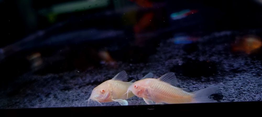 Kirysek spiżowy albino