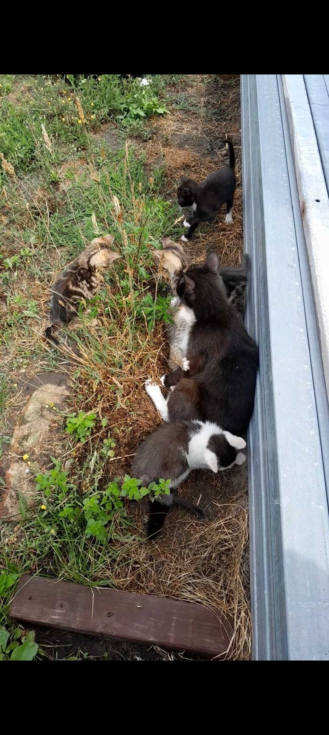 Kotki za Darmo w dobre ręce