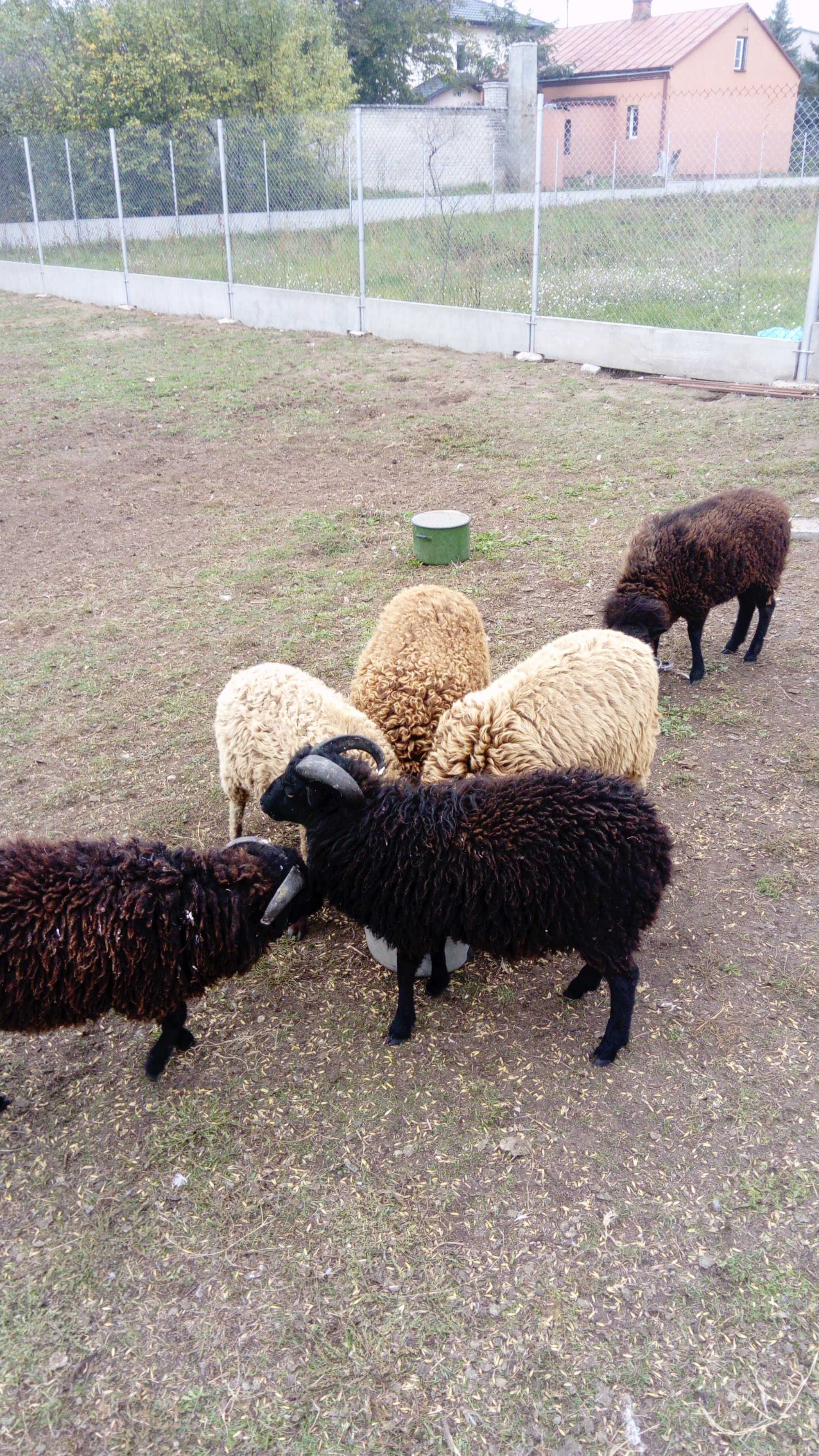 Owce rasy quessant