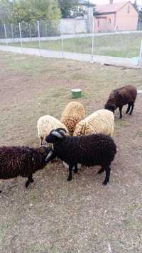 Owce rasy quessant
