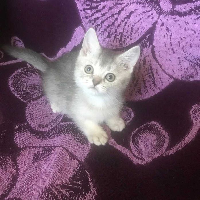 Внимание! Самая умная и гиперласковая шотландская девочка