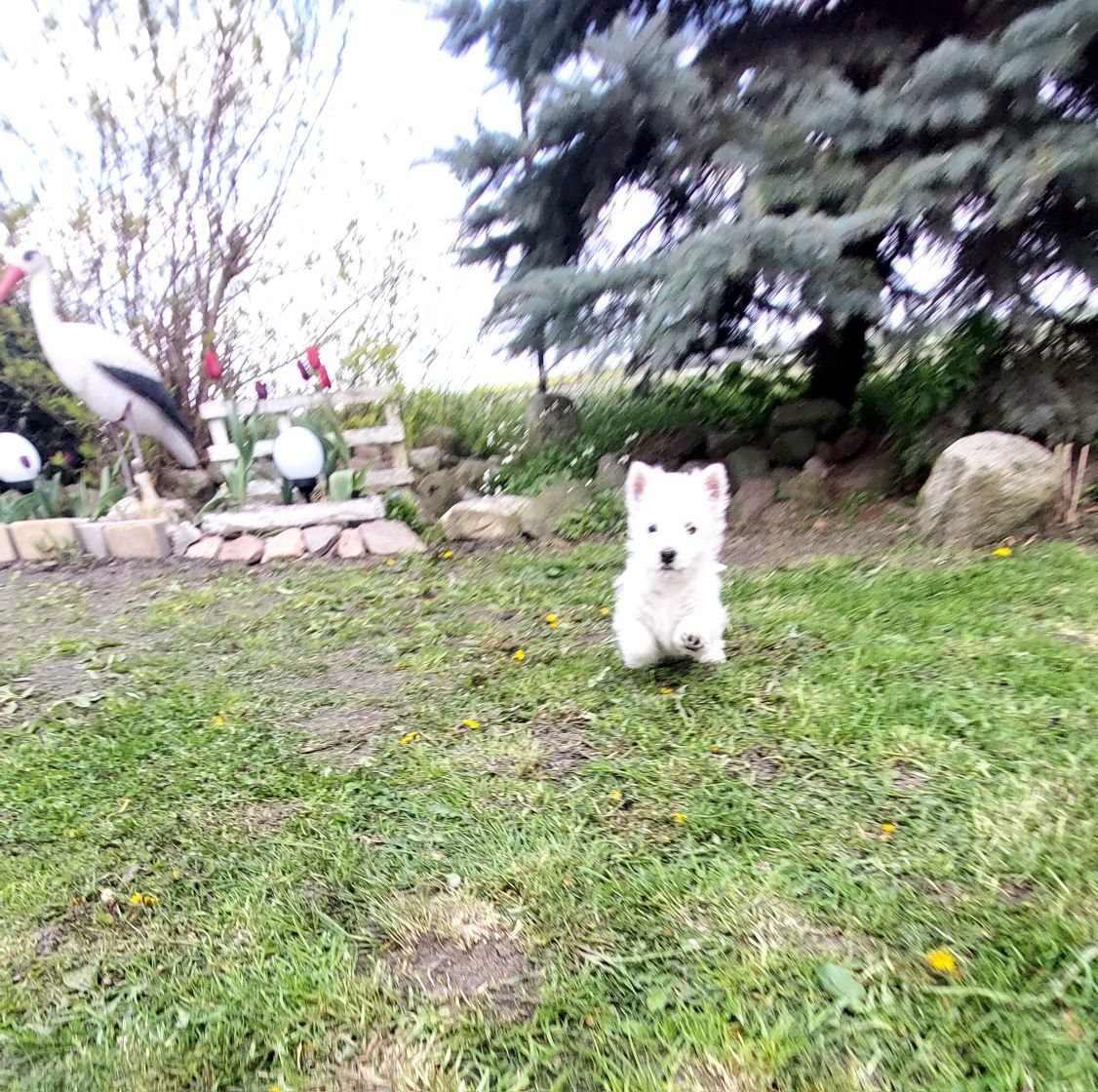 West terrier śliczny piesek.