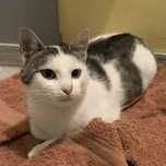 Silver (FeLV+) - mały, młody kot, kociak, kocurek do adopcji za darmo