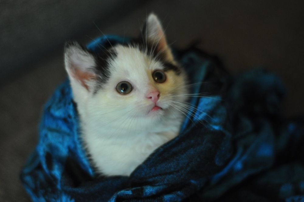 Krówka szuka kochającego domu